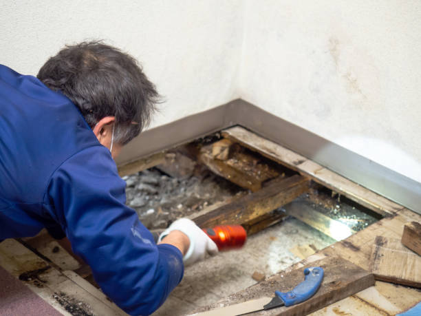 Best Post-Flood Mold Remediation in Depew, NY