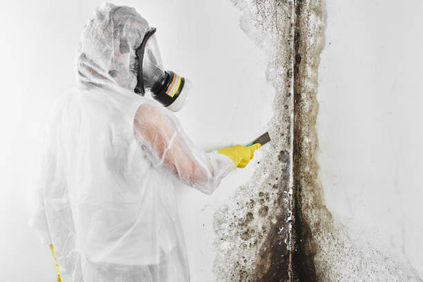 Best DIY Mold Remediation Support Services in Depew, NY