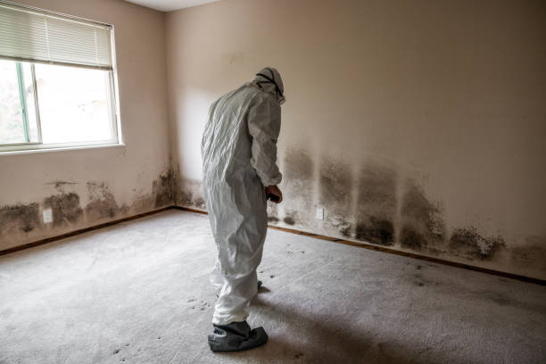 Professional Mold Remediation in Depew, NY